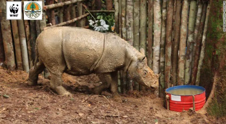 Muere un rinoceronte de Sumatra, semanas después de ser descubierto