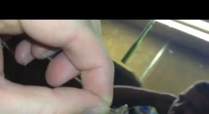 Video: Le sacan una mariposa viva de su oido
