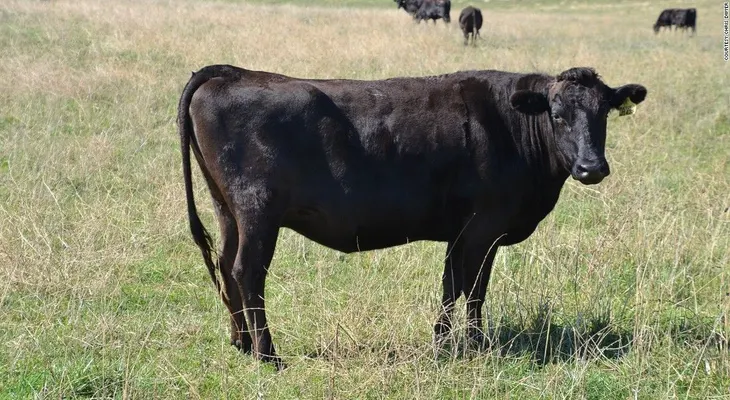 En esta granja alimentan al ganado con chocolate para lograr una carne más sabrosa