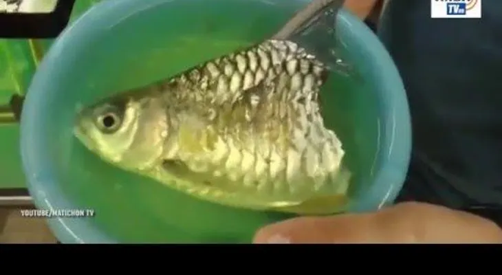 Un pez que sobrevive sin la mitad del cuerpo encontró casa y dueño (VIDEO)