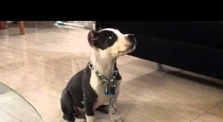 "Sansón", el perro más inteligente del mundo
