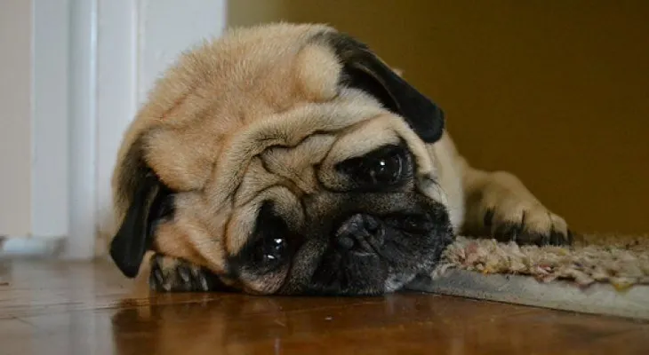 10 momentos que tu perro odia de ti