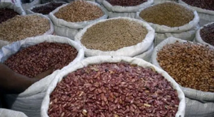 Prohíben cultivo de habichuelas, berenjenas y otros productos por Mosca Blanca