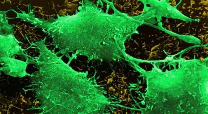 La fusión de células puede provocar procesos cancerígenos
