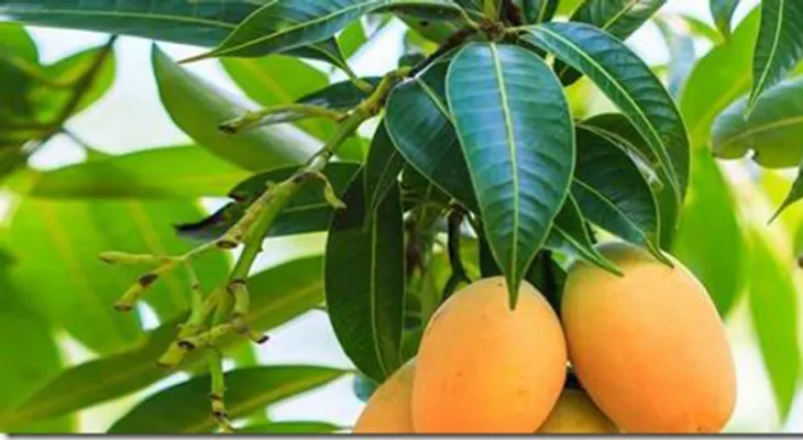 Trata la diabetes con hojas de mango...Solo tiene que hacer esto