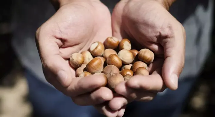 Nueces, almendras y avellanas para la sexualidad!           