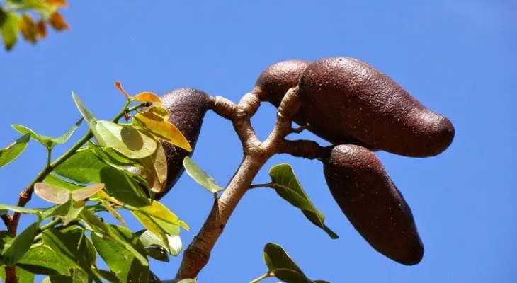 Algorrobo, "mierda en cajeta" o cualquier otro nombre de acuerdo al país, rica en sustancias antioxidantes 