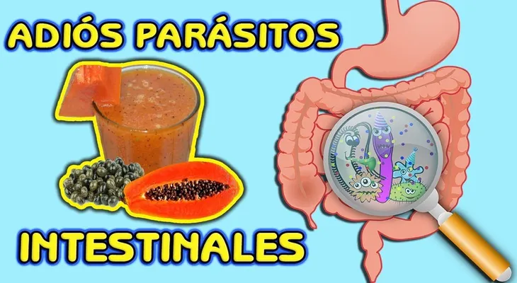 Los parásitos desaparecerán para siempre con un jugo de semilla de papaya (lechosa)