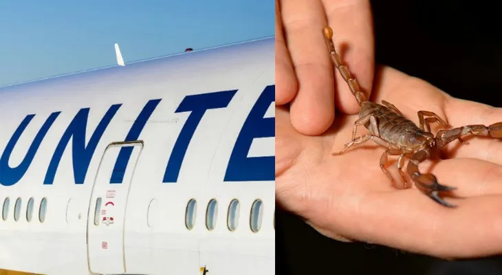 ¿Qué más puede pasar? Un escorpión pico a un pasajero en un vuelo de United