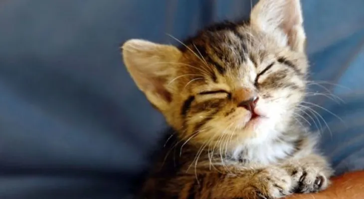 ¡Cuidado! Estos son los alimentos que jamás deberías darle a tu gato