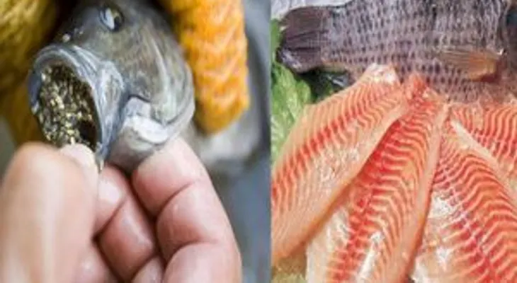 Investigadores tienen noticia impactante de la tilapia: Advierten no comerla, porque se alimentan con pupú de pollo y cerdo
