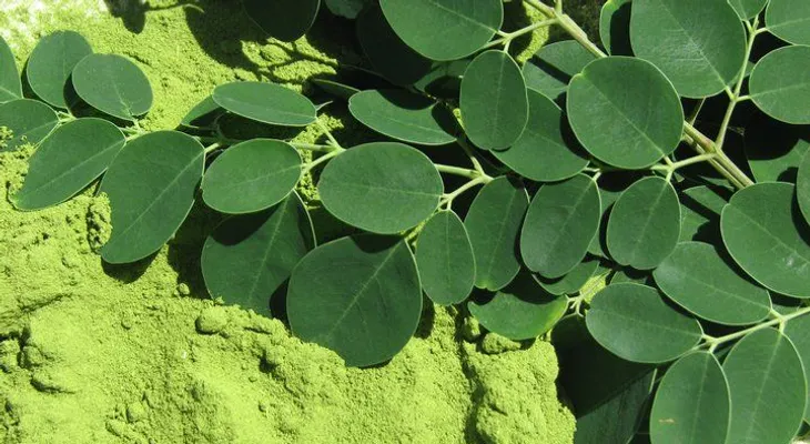 Los Griegos llamaban a la Moringa el árbol de la eterna juventud. Esta es la causa.