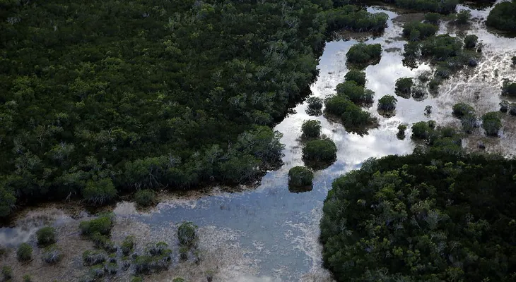 3 estudiantes desaparecieron mientras investigaban en los Everglades en Florida