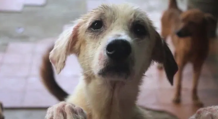 Abandonados: las víctimas de cuatro patas de la crisis económica de Venezuela