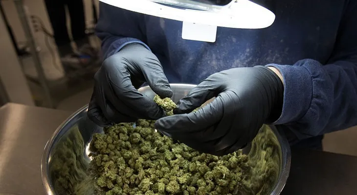 Argentina aprueba el uso de la marihuana medicinal