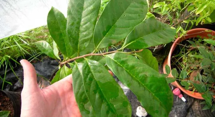 Esta hoja detiene la diarrea crónica y aguda al 100% de inmediato