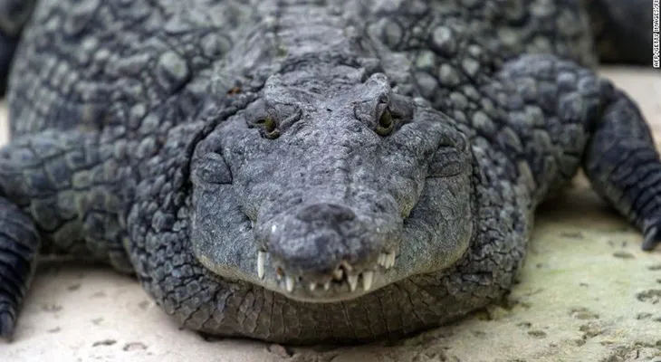 Científicos identifican cocodrilos del Nilo... ¡hallados en Florida!