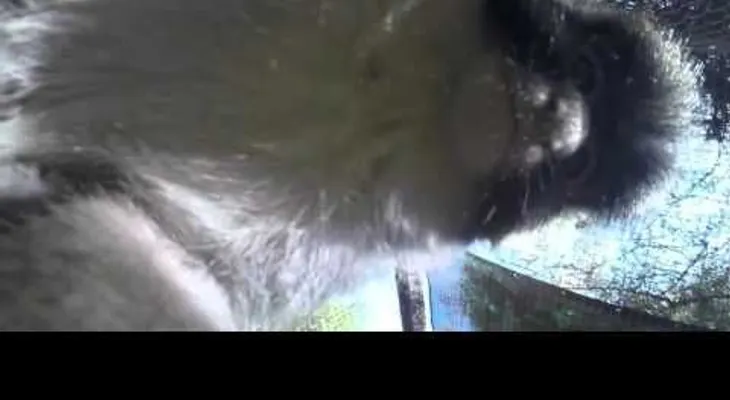Un mono roba una cámara, graba un video y se toma un 'selfie' 