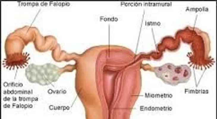Consejos para casos de picazón y flujo vaginal en mujeres adultas y adolescentes
