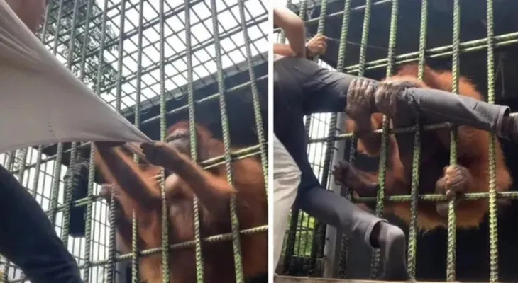 Orangután ataca hombre en un zoológico: Advertencia de imágenes fuertes