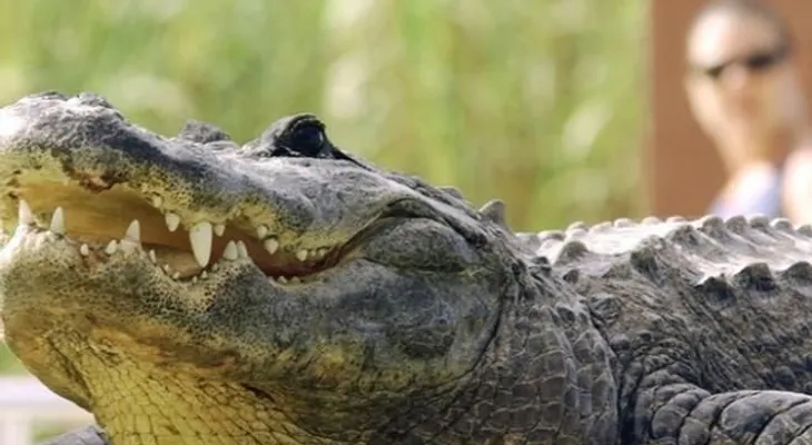Caimán mata a hombre de 28 años en Texas 