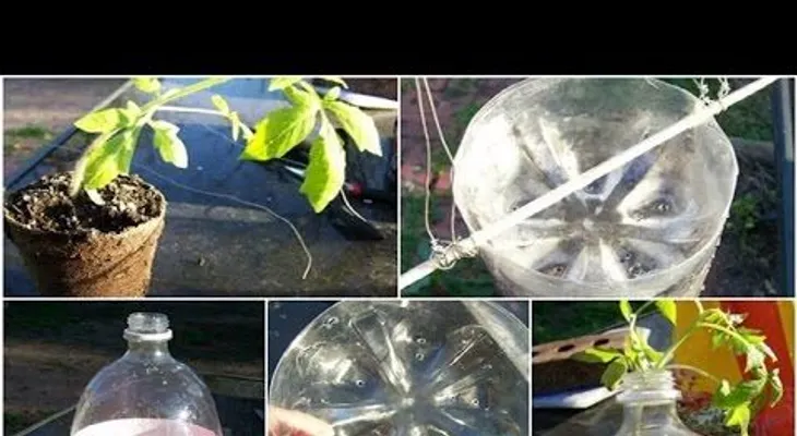Se hace esto en botellas o funda de plástico tendrás cientos de tomate (VIDEO)