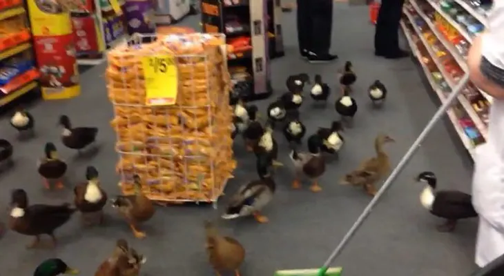 Video: 50 patos invaden una farmacia en EE. UU.