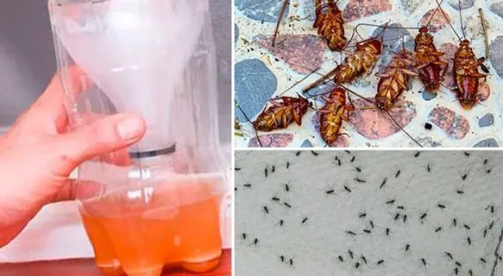 Una potente receta para que los mosquitos y cucarachas caigan muertas como lluvia del cielo 