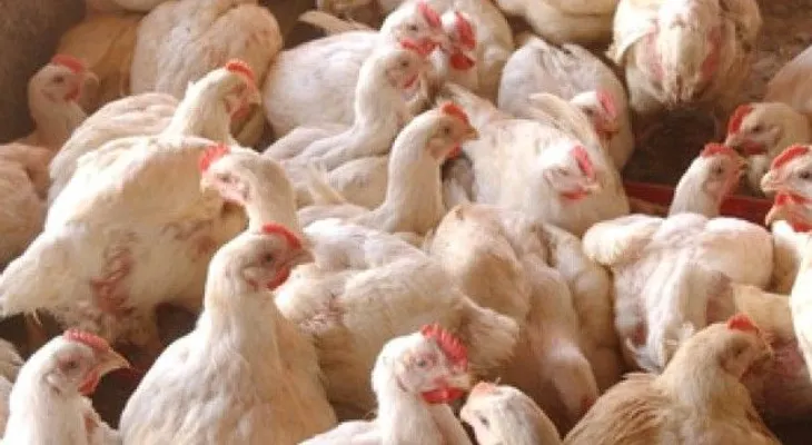 Brote de gripe aviar en Indiana; sacrifican a 156.000 pollos