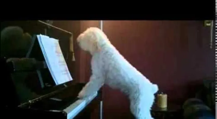 Un perro que canta y toca el piano  (VIDEO)