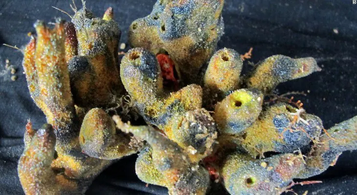 El Amazonas guardaba otro secreto: un gran arrecife de coral