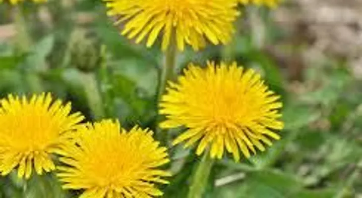 El diente de león tiene una bomba de vitaminas y minerales