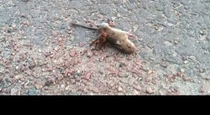 Ratoncito Vs. Avispón