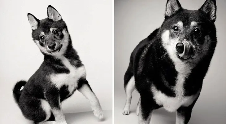 Los mismos perros, desde pequeños hasta su vejez