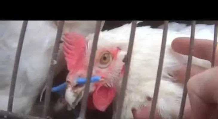 FUERTES IMÁGENES: Abuso en una de las granjas proveedoras de KFC y McDonald s  (VIDEO