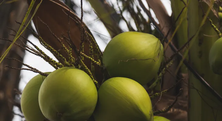 República Dominicana celebrará su primera Cumbre del Coco para impulsar la industria y productividad del sector