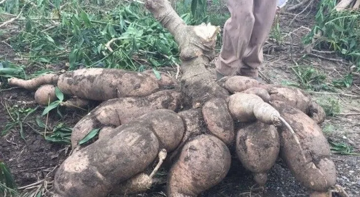 Agricultor extrae yuca de más de 300 libras en Villa González; buscan récords Guinness