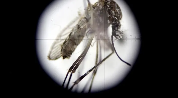 En la microcefalia por Zika es determinante cuando se infecta la embarazada