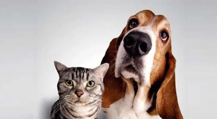 Importancia de tener una mascota 
