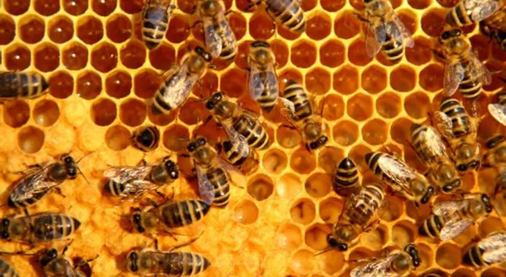 Descubren por qué las abejas abandonan misteriosamente sus colmenas  