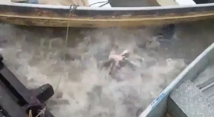 Video: esto pasa cuando se arroja carne a un río repleto de pirañas