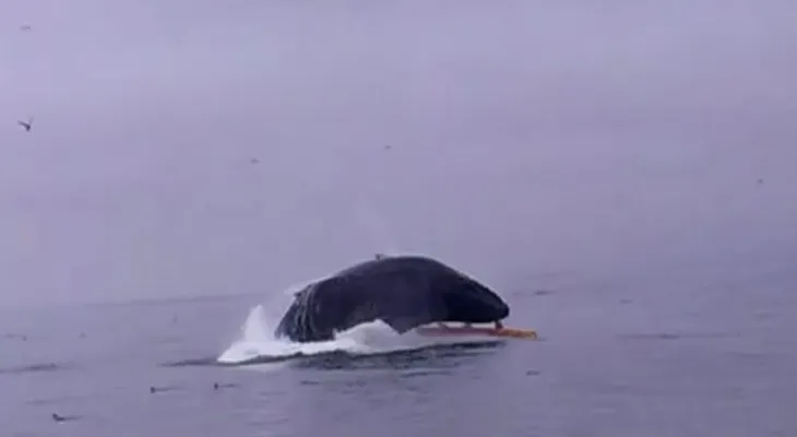 Un encuentro casi mortal entre navegantes de un kayak y una ballena
