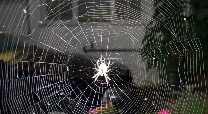 Niño muere tras ser picado por una araña