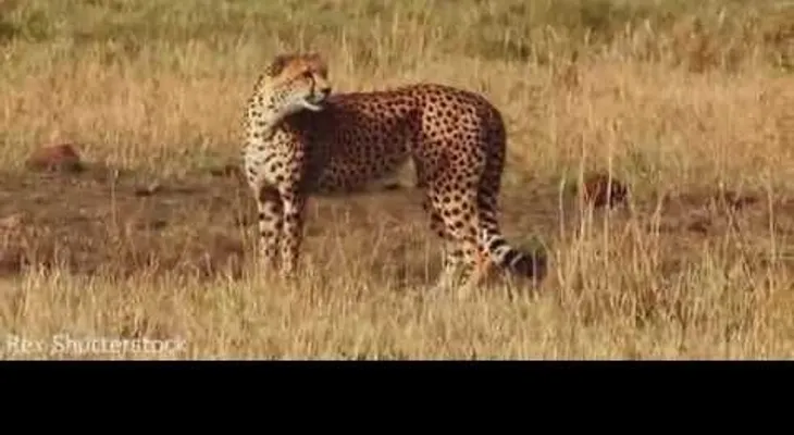 Valiente mamá guepardo da una impresionante lección a un leopardo para defender a sus cachorros