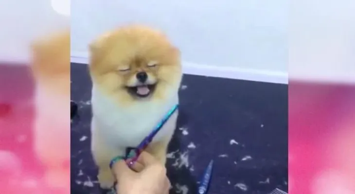 Este perrito se convierte en una estrella viral en Facebook 