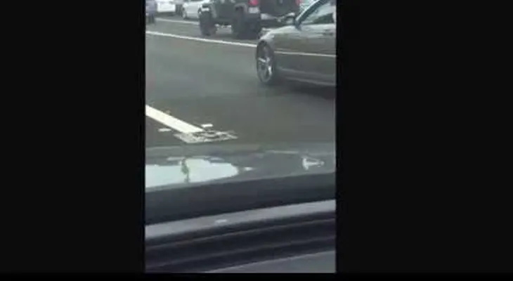 Una gallina se apoderó de toda una avenida en EE.UU.