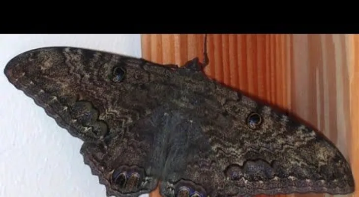El verdadero significado de que una mariposa negra llegue a tu casa