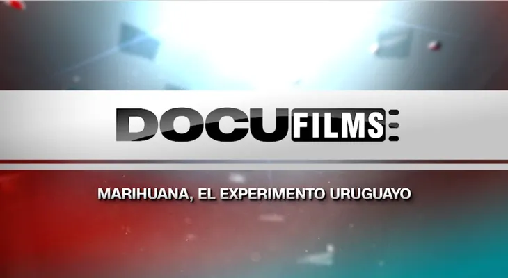Marihuana, el experimento uruguayo: una investigación de 5 años
