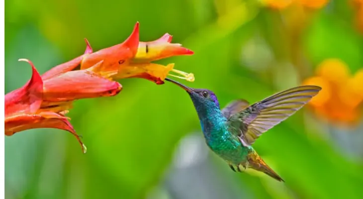 7 significados espirituales de la visita de un colibrí al jardín