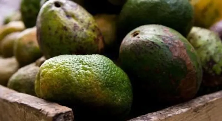 La dieta de aceite de aguacate